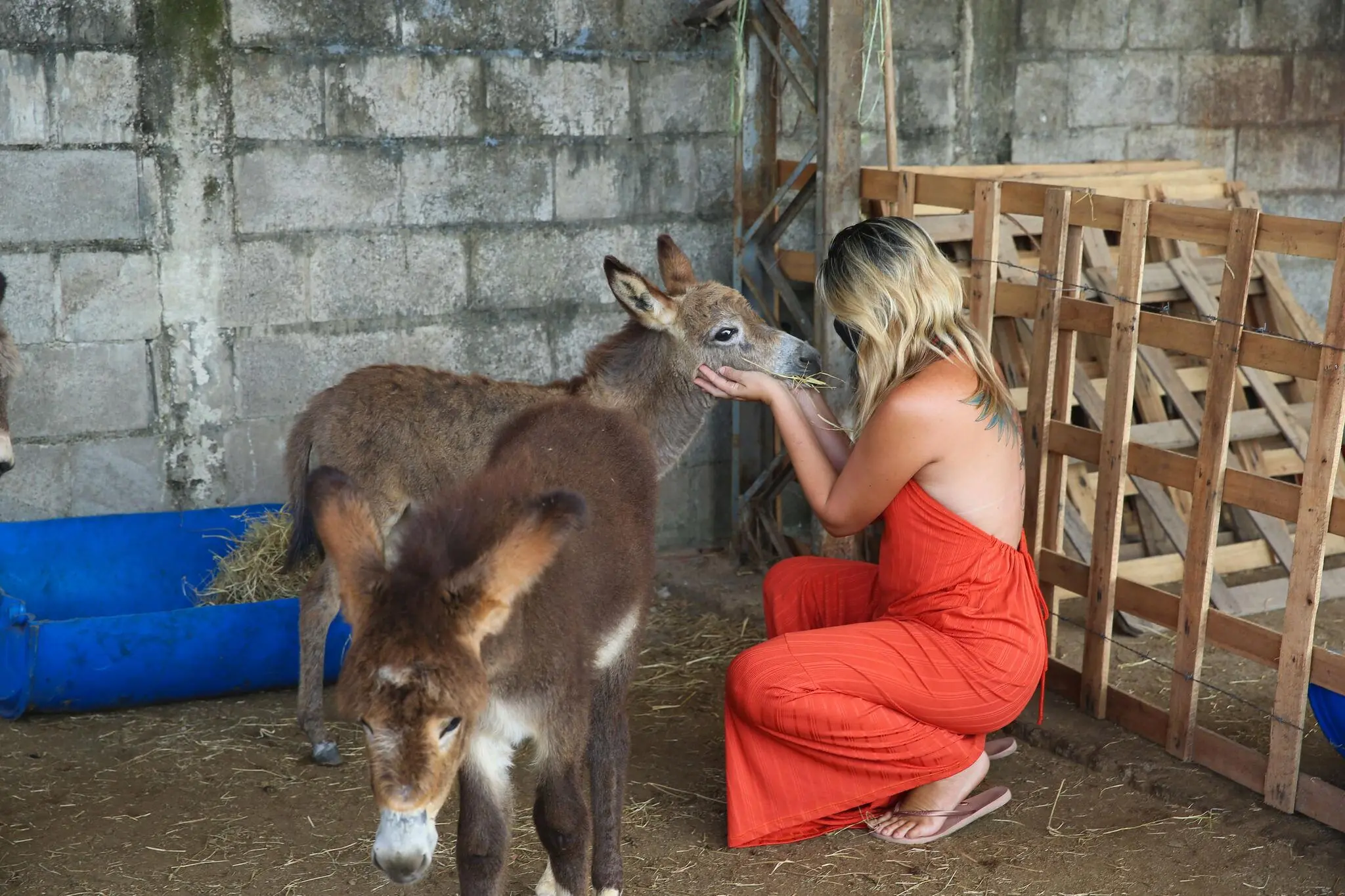 Mulher cuidando de jumento