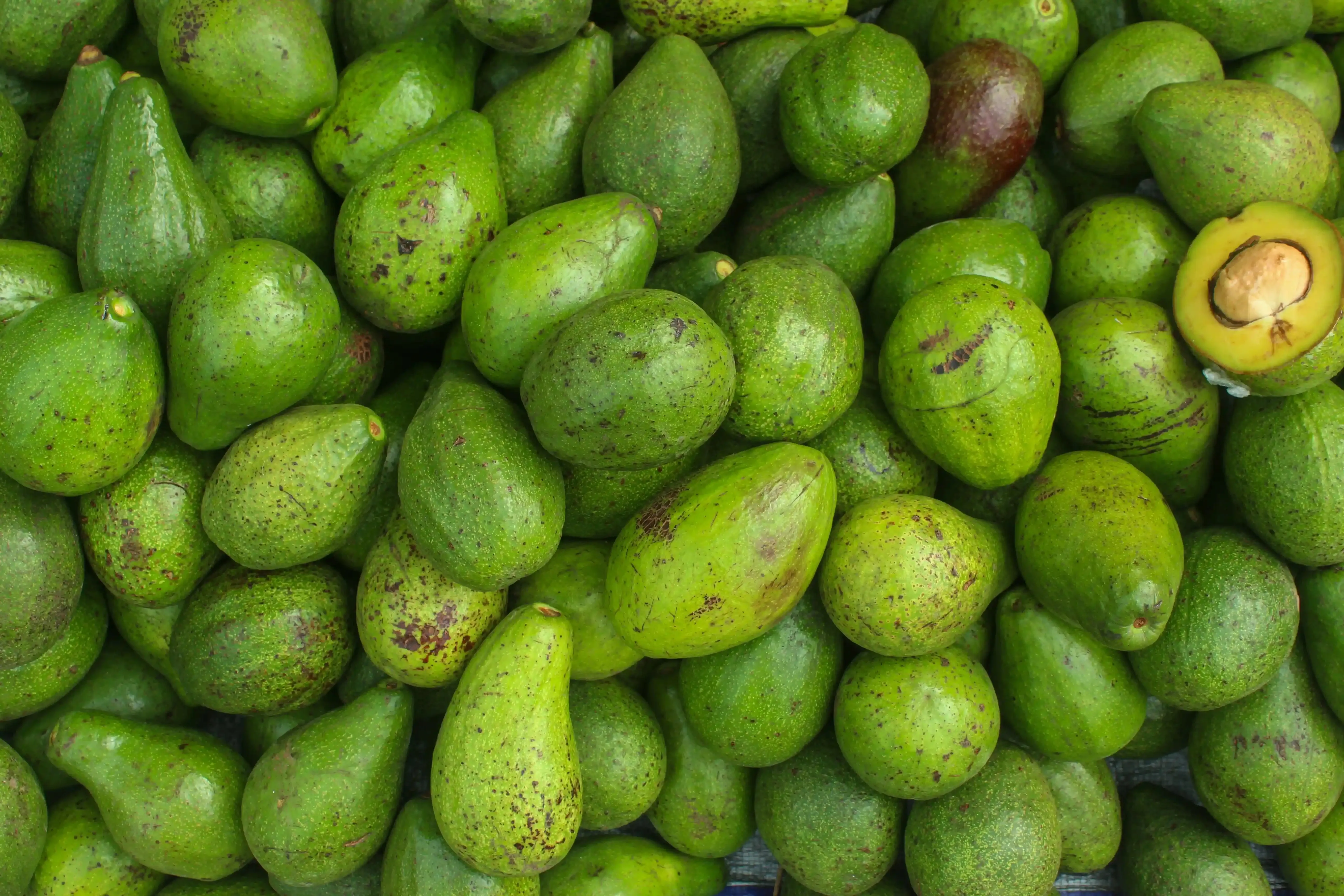 O chá da folha de abacate é rico em compostos que atuam de forma suave no corpo, como flavonoides, taninos e saponinas