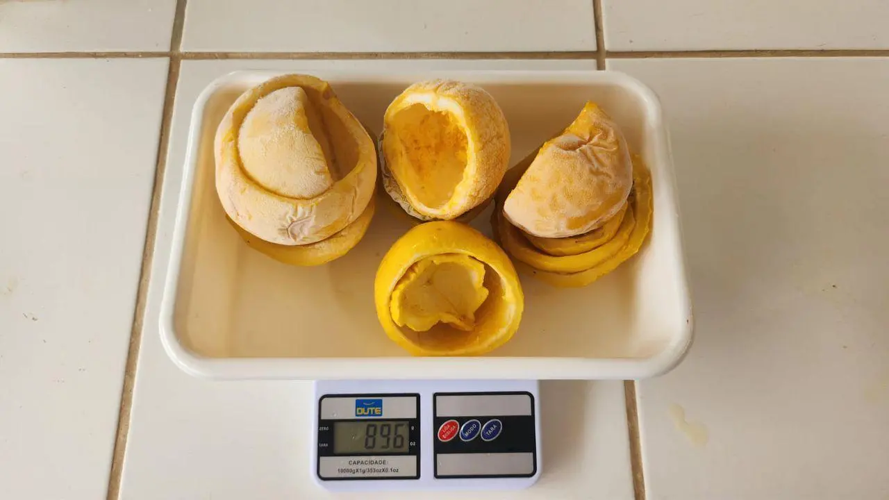 Maracujá na balança, peso de 896 gramas, exibindo sua superfície amarelada e interior com casca borrada.