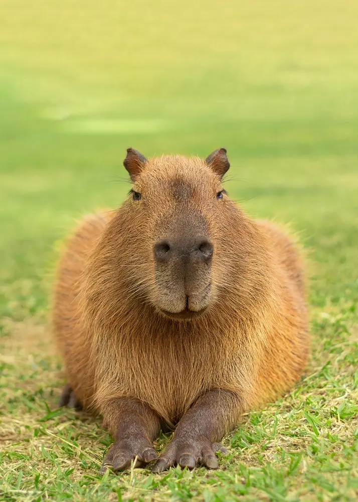 Na imagem, capivara descansa em terreno