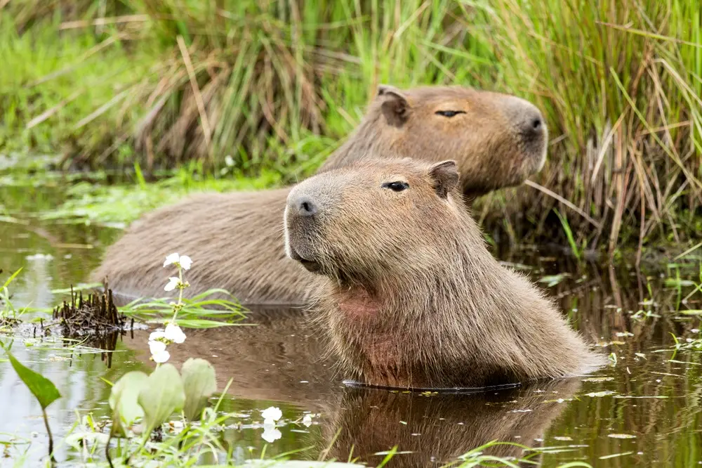 Na imagem, duas capivaras banham-se em uma lagoa