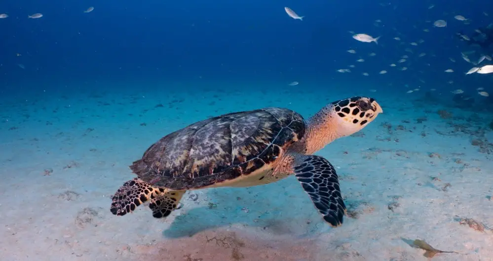 Na imagem, tartaruga marinha durante mergulho em Fortaleza promovido pela Atlântida Mergulho Ceará
