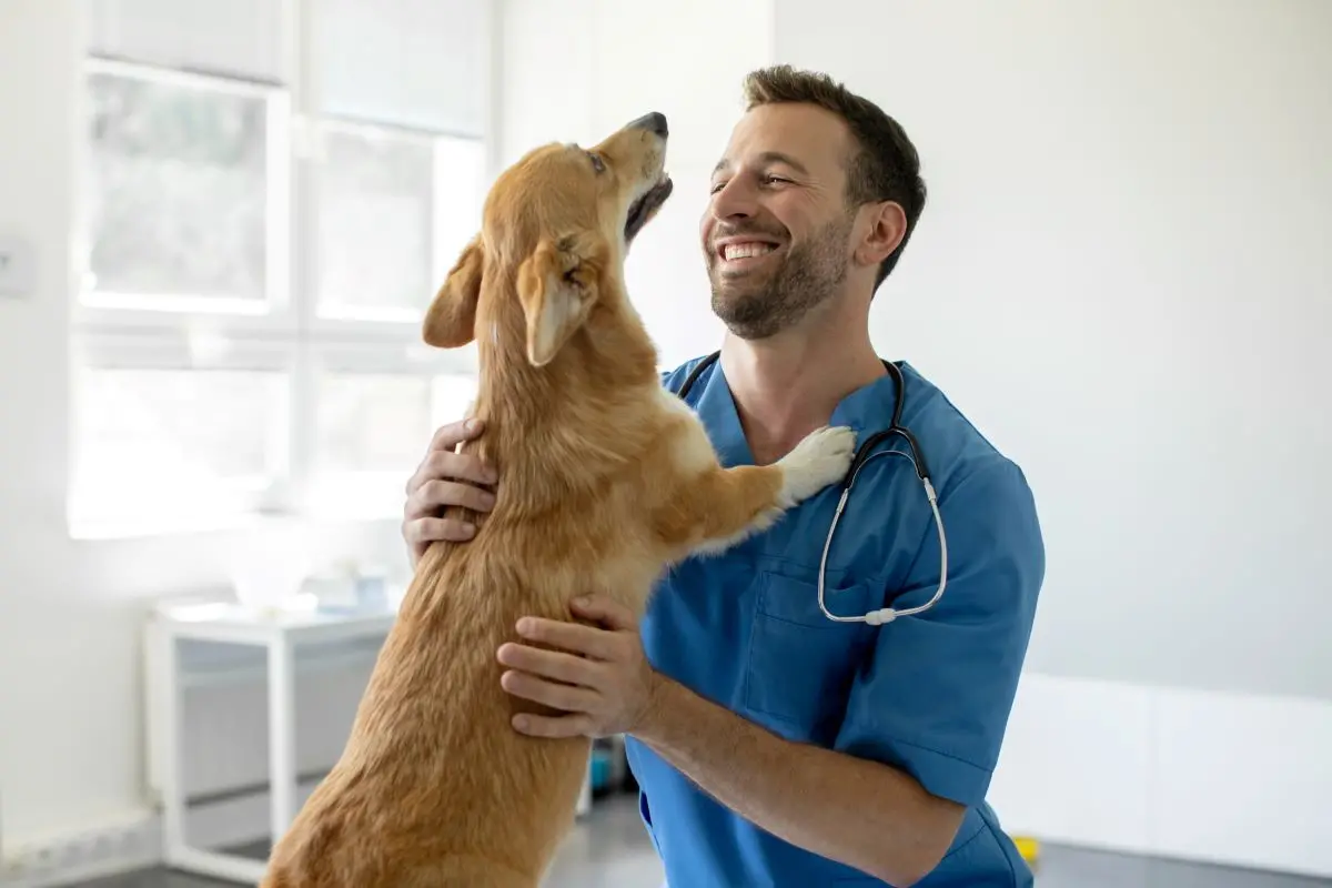 Foto de cachorro com médio veterinário