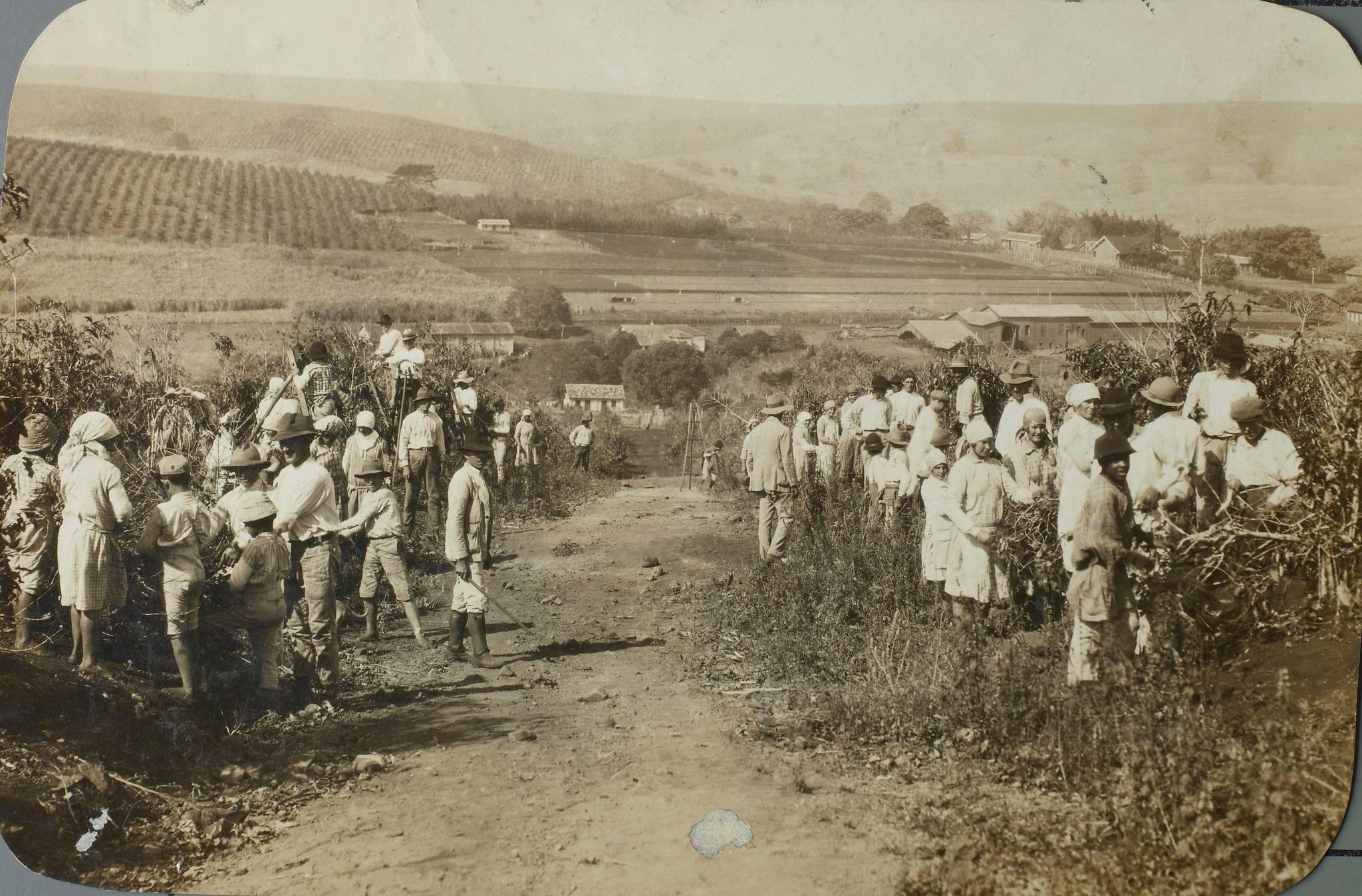 Trabalhadores em uma lavoura de café. Local não identificado, maio de 1934