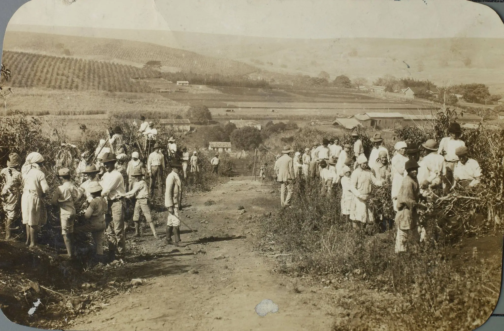 Trabalhadores em uma lavoura de café. Local não identificado, maio de 1934