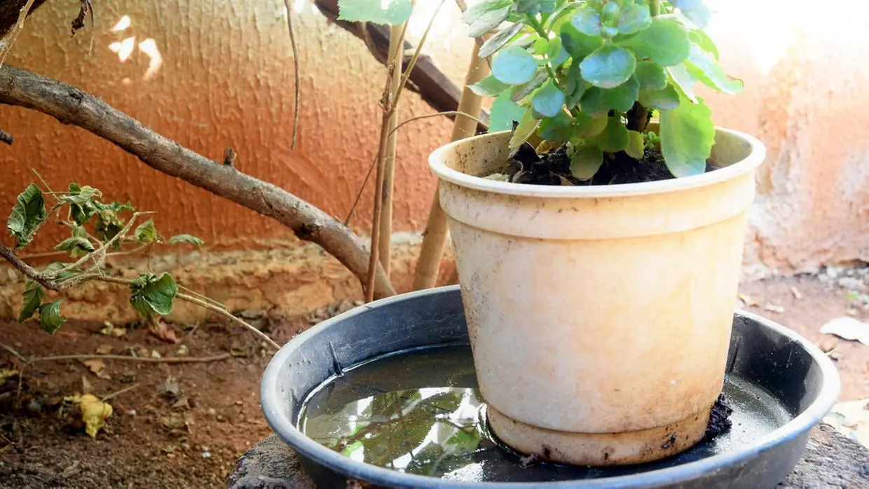 Planta pequena em um vaso de plástico claro sobre um prato preto, que está cheio de água parada. O fundo mostra um solo marrom e uma parede alaranjada texturizada. Há galhos secos e folhas mortas ao redor, indicando um ambiente externo.