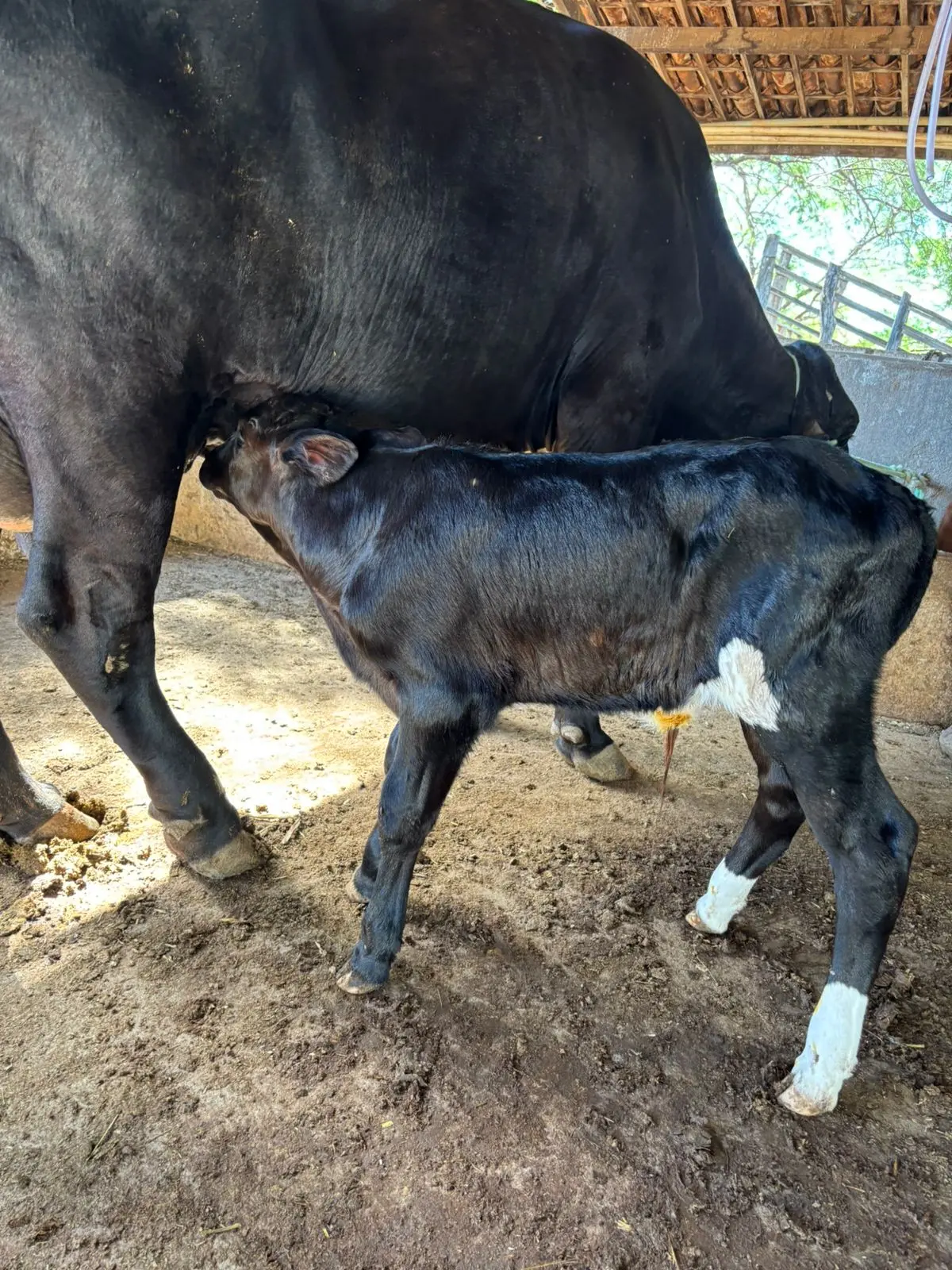 Bezerro mamando em vaca