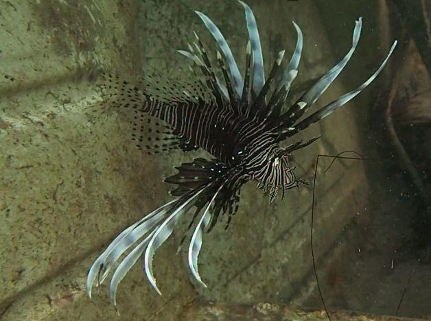 Peixe-leão, Pterois volitans, com corpo alongado listrado em tons de vermelho, marrom e branco, nadadeiras peitorais grandes e abertas em formato de leque, com longos espinhos venenosos projetados ao redor do corpo.