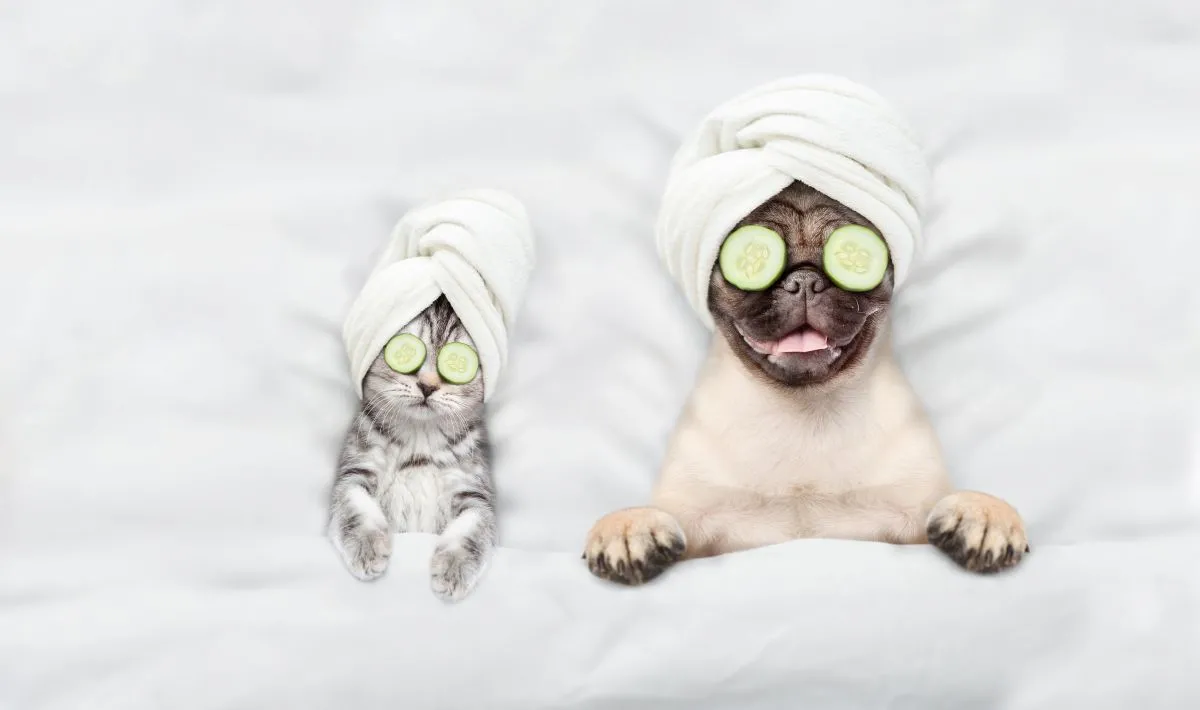 É essencial que o tutor pesquise e adquira produtos que se adequem à pele do seu cão ou do seu gato