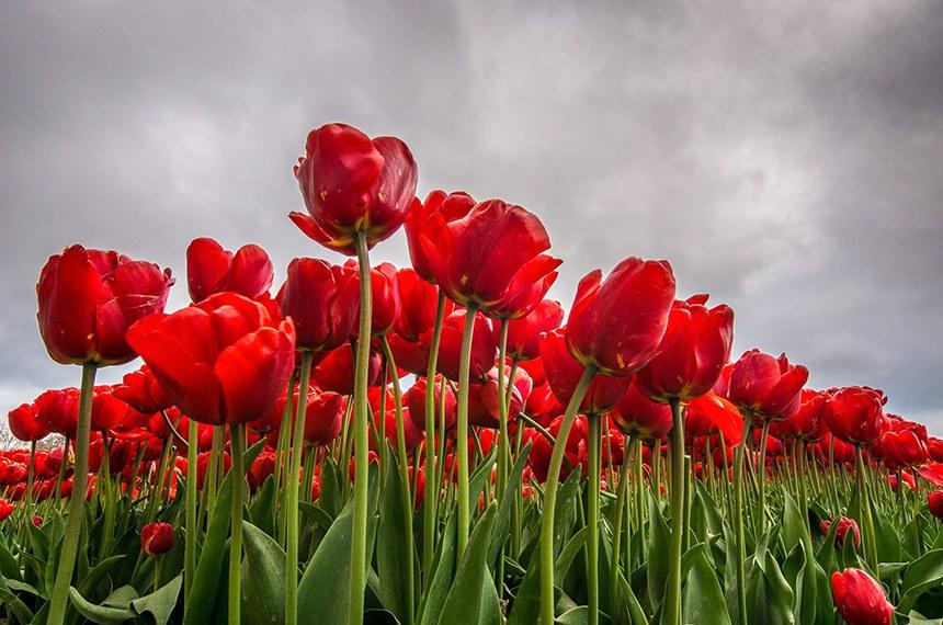 Campo de tulipas vermelhas visto de baixo para cima, com flores em destaque contra um céu nublado e acinzentado