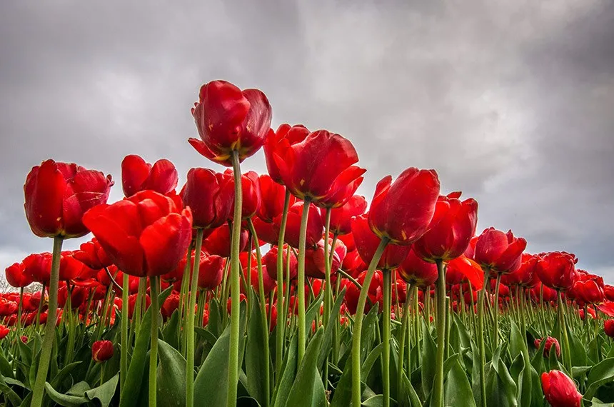 Novo cordão será de cor branca com estampas de tulipas vermelhas e deve ser acompanhado de um cartão de identificação ou crachá
