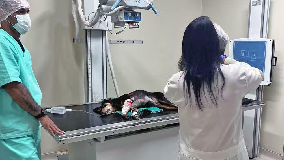 Cachorra Nina em uma clínica veterinária, deitado na mesa de exames, recebendo atendimento de dois profissionais de saúde com equipamentos modernos.