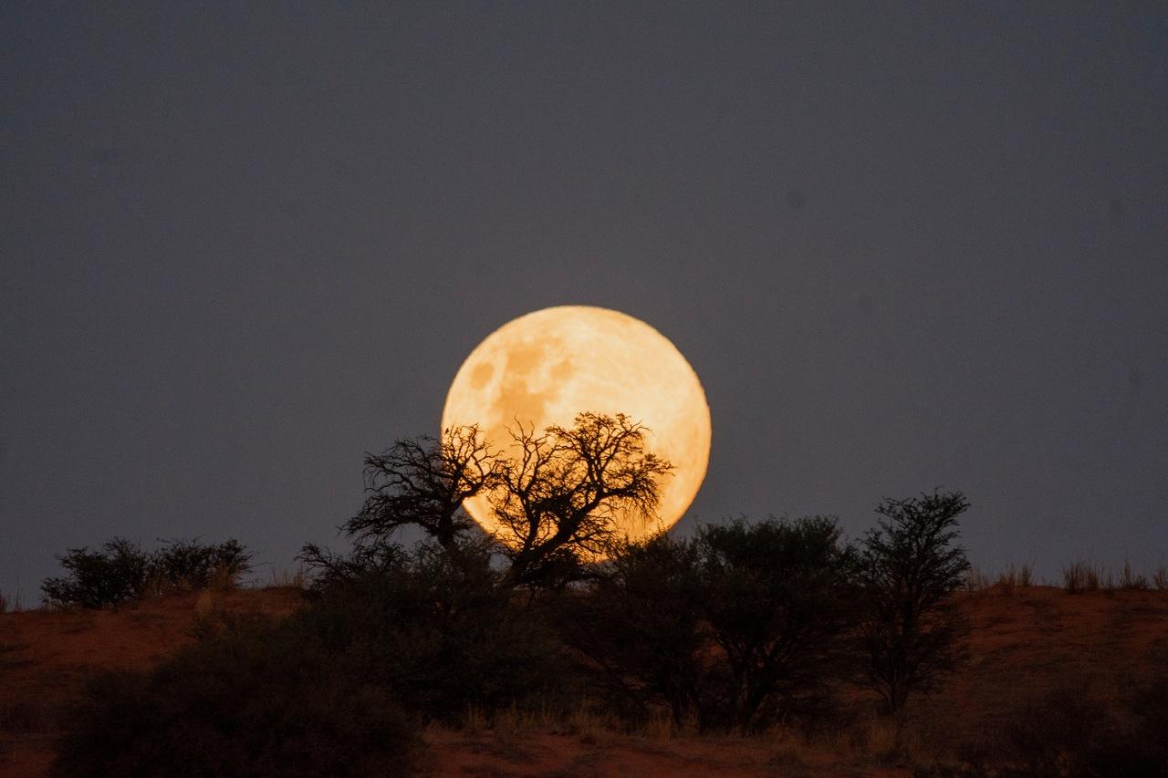 Lua cheia brilhante em cor alaranjada no céu noturno, parcialmente coberta por galhos de um arbusto.