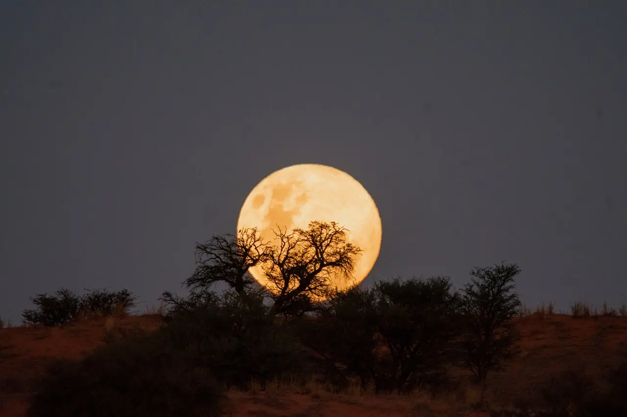 Lua cheia brilhante em cor alaranjada no céu noturno, parcialmente coberta por galhos de um arbusto.