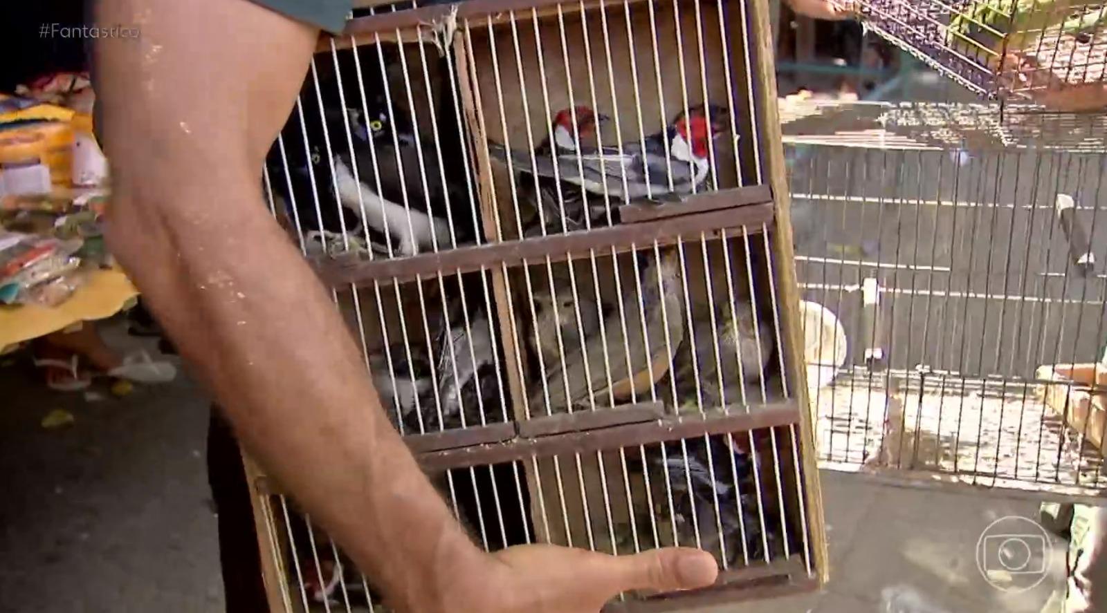 Foto de animais resgatados em gaiola da Feira da Parangaba.