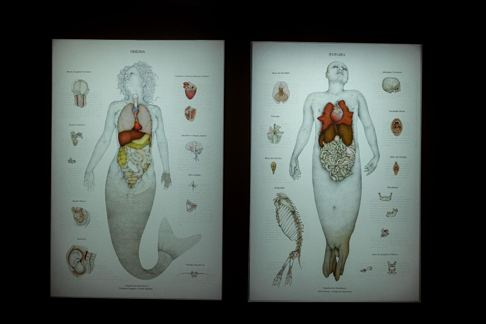 Visão mítica de Walmor Corrêa destrincha anatomia de uma sereia e um boto nas pinturas 'Ondina' e 'Ipupiara' (ambas de 2005)