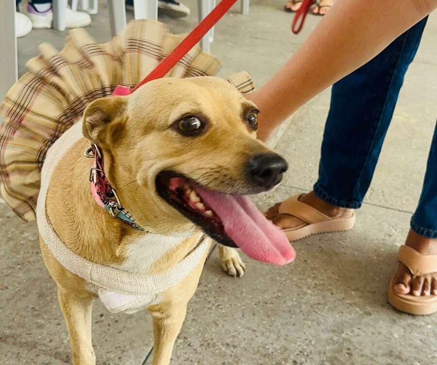 Foto de cachorro da cor carmelo de coleira e roupinha. O animal está com a língua para fora e é há uma pessoa ao fundo segurando ele para matéria sobre Leishmaniose em cães.