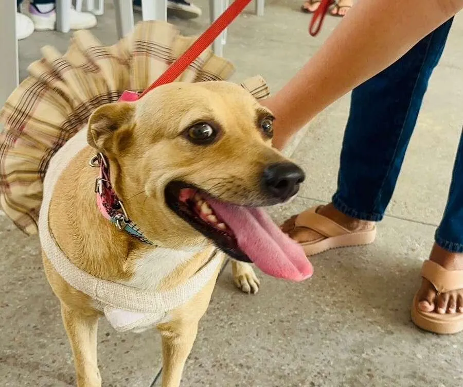 A prevenção contra a leishmaniose deve ocorrer desde os primeiros meses do cachorro.