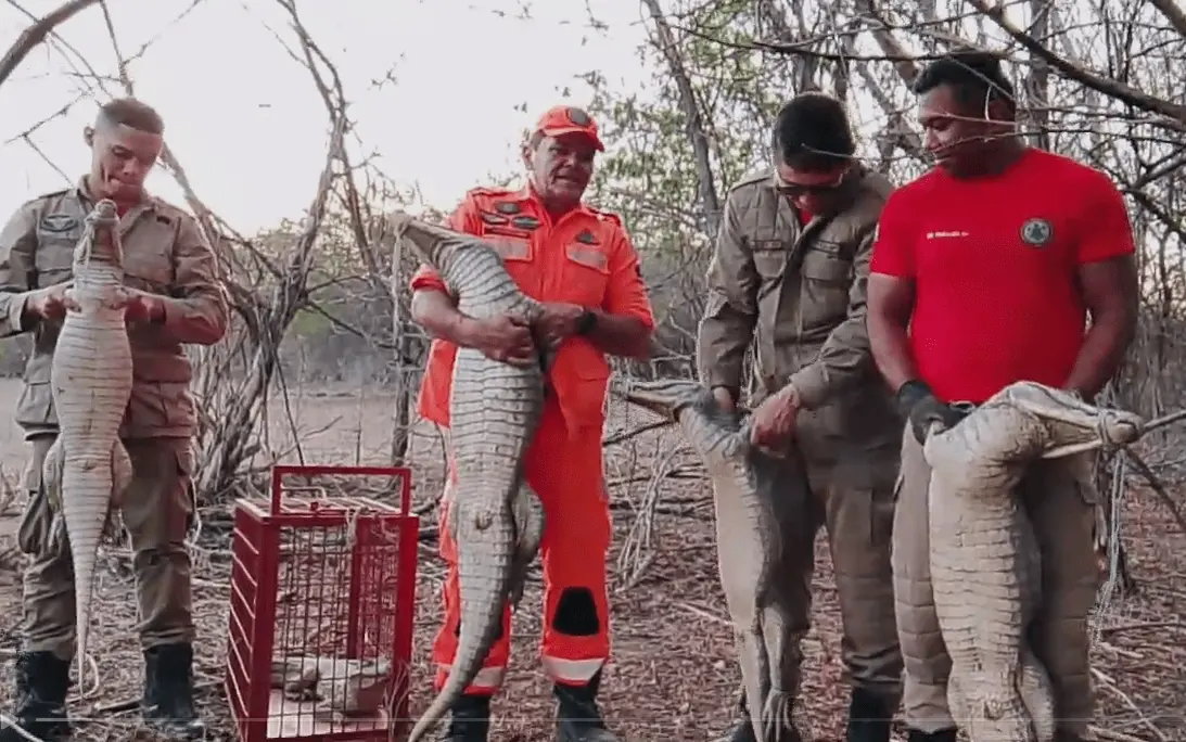 Equipe de bombeiros segurando os jacarés resgatados