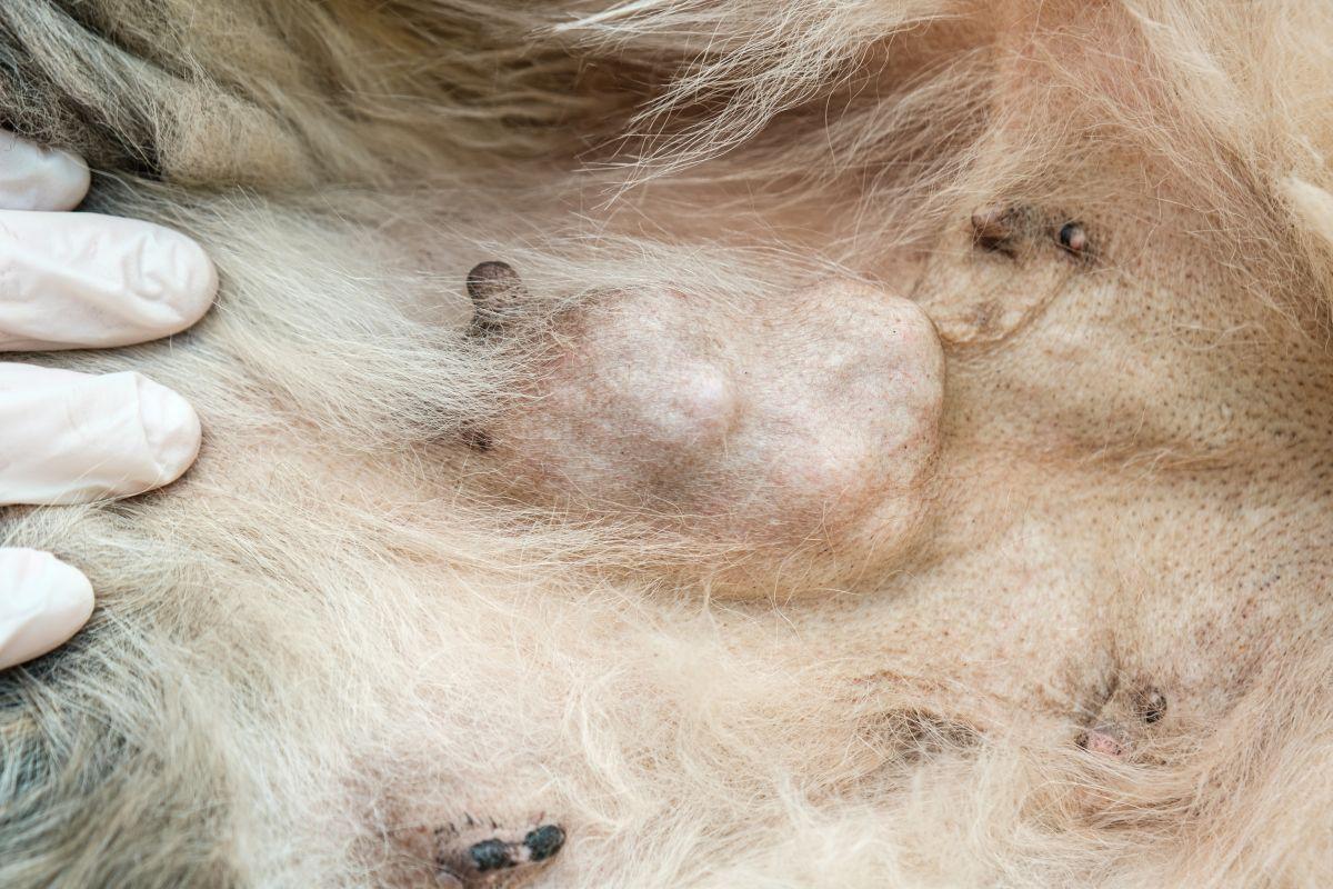 Foto que mostra tumor nas mamas de cachorra.