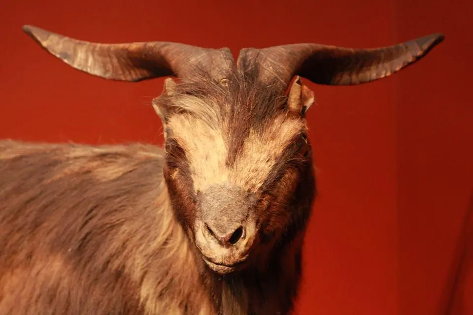 Bode Ioiô empalhado. Ao fundo, uma parede vermelha