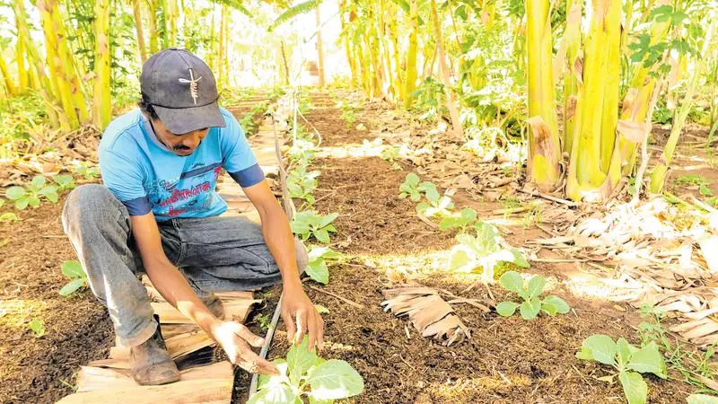 Homem manuseando plantas em uma agrofloresta.