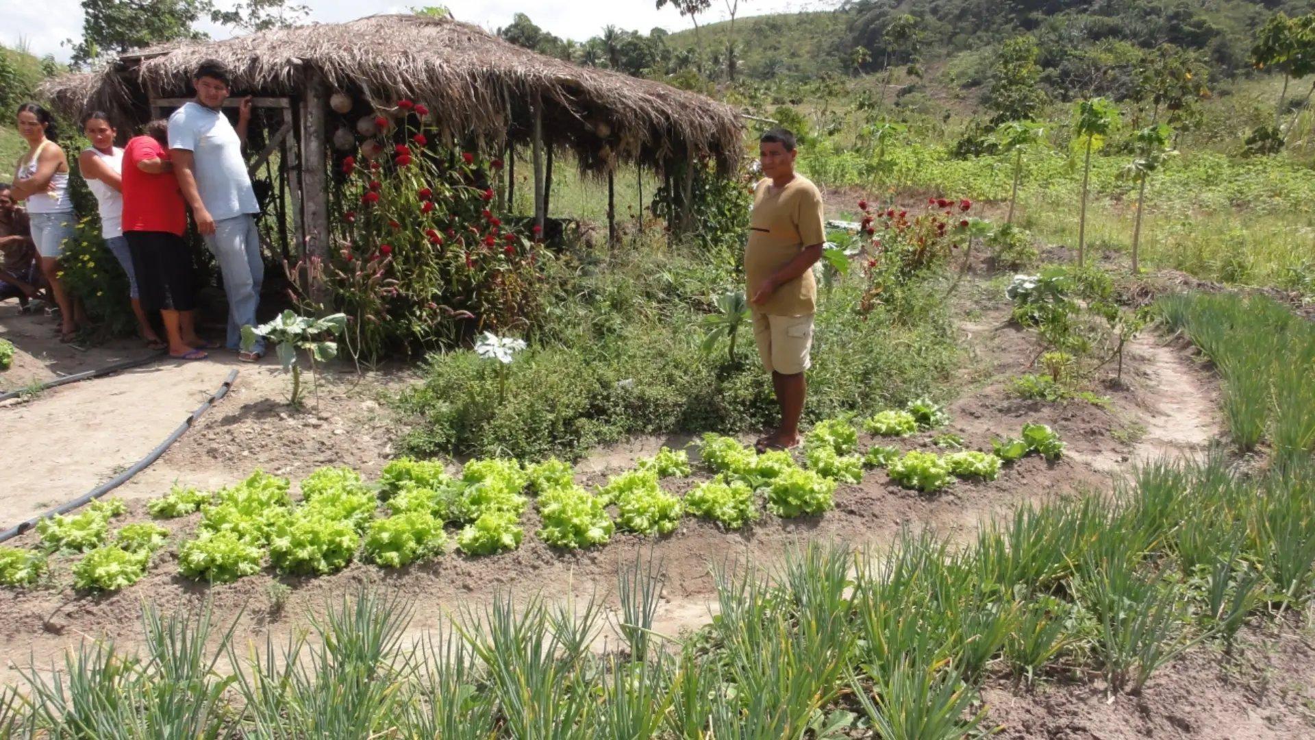 Foto de uma Produção Agroecológica Integrada e Sustentavel (PAIS).