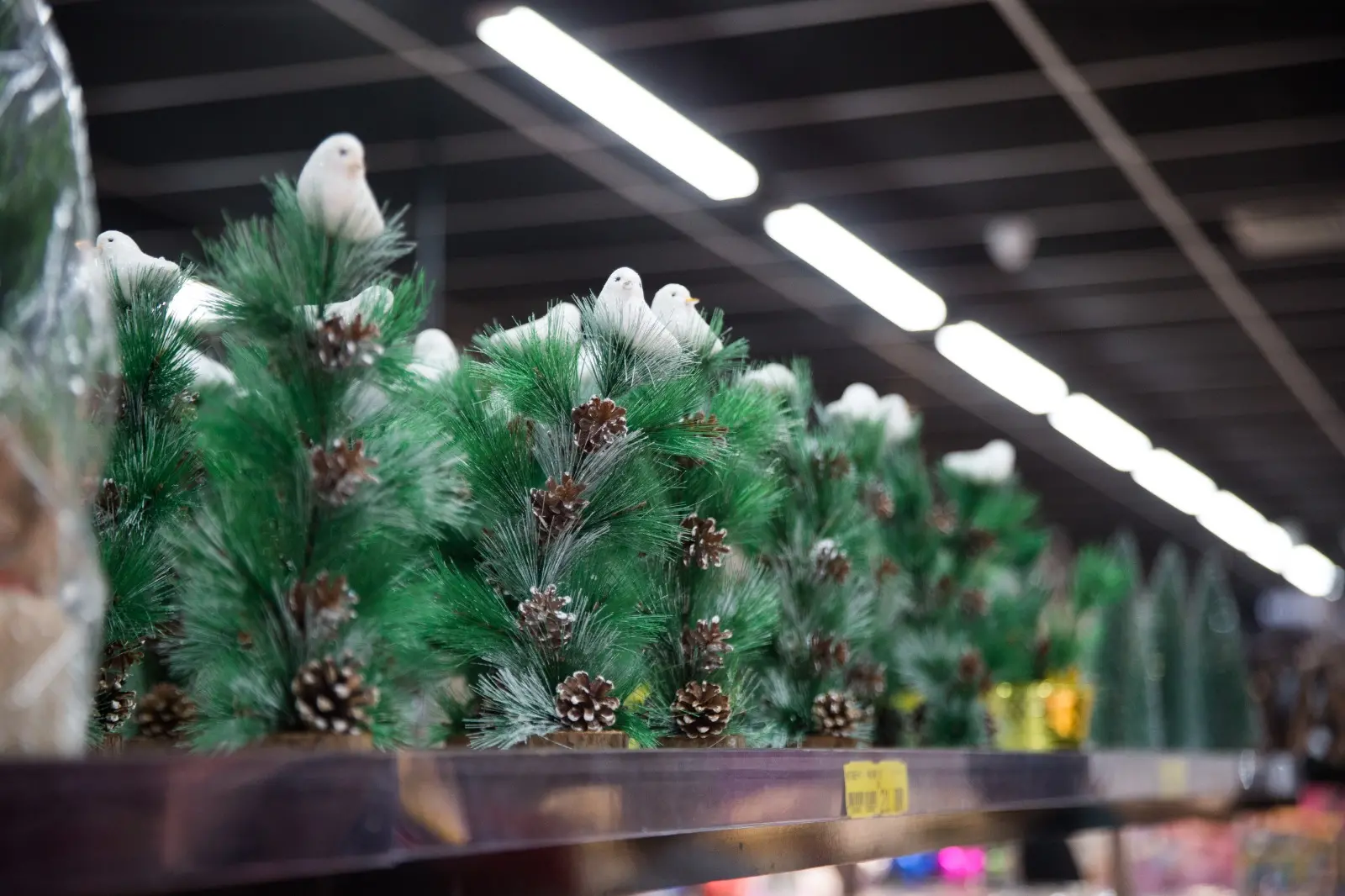 Árvores falsas de galhos verdes e pinhas em seus pés, enfileiradas em uma prateleira de loja.