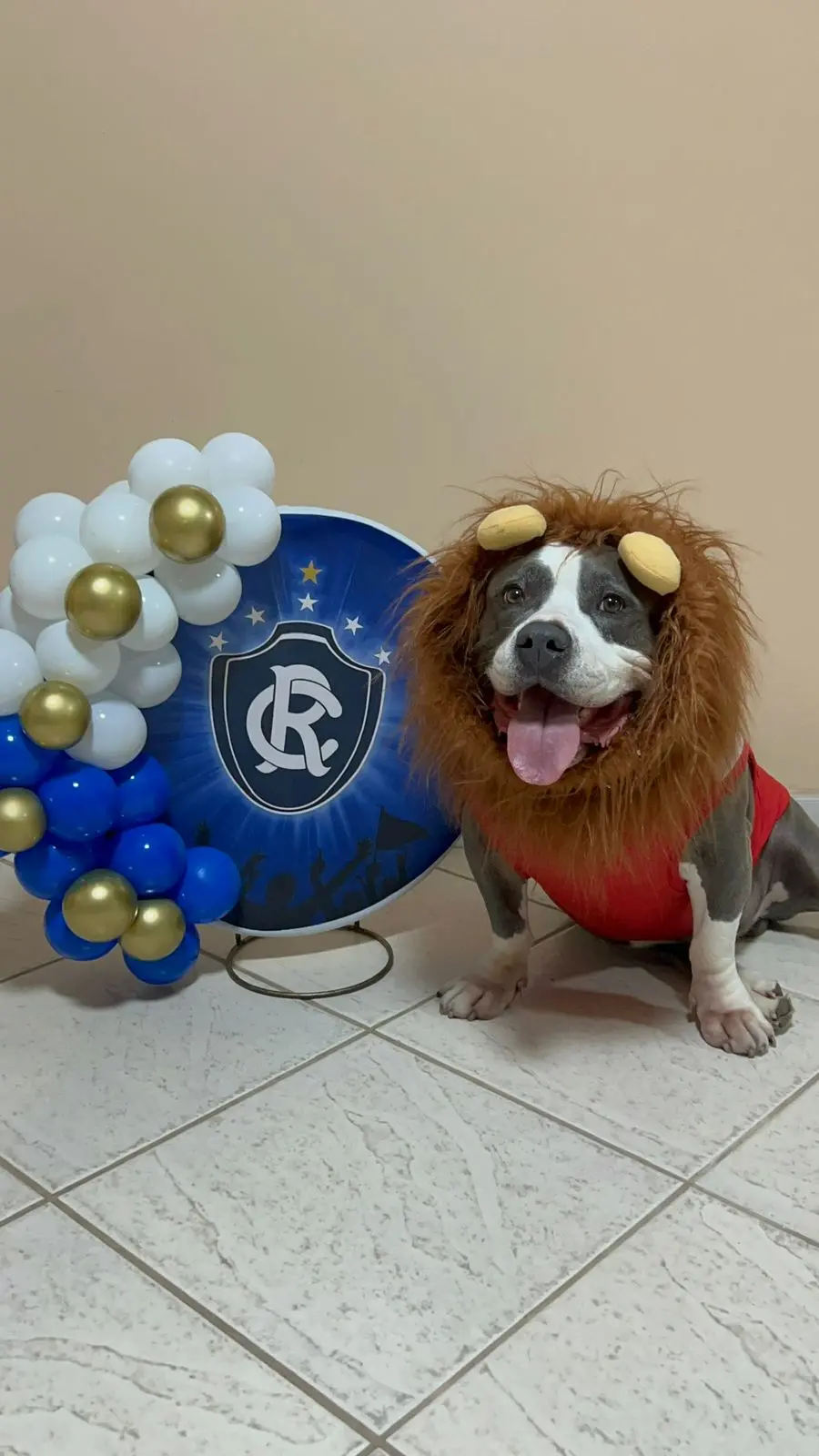 Cachorro com fantasia de leão do time remo e balões decorativos ao lado de uma placa com escudo azul e letras.
