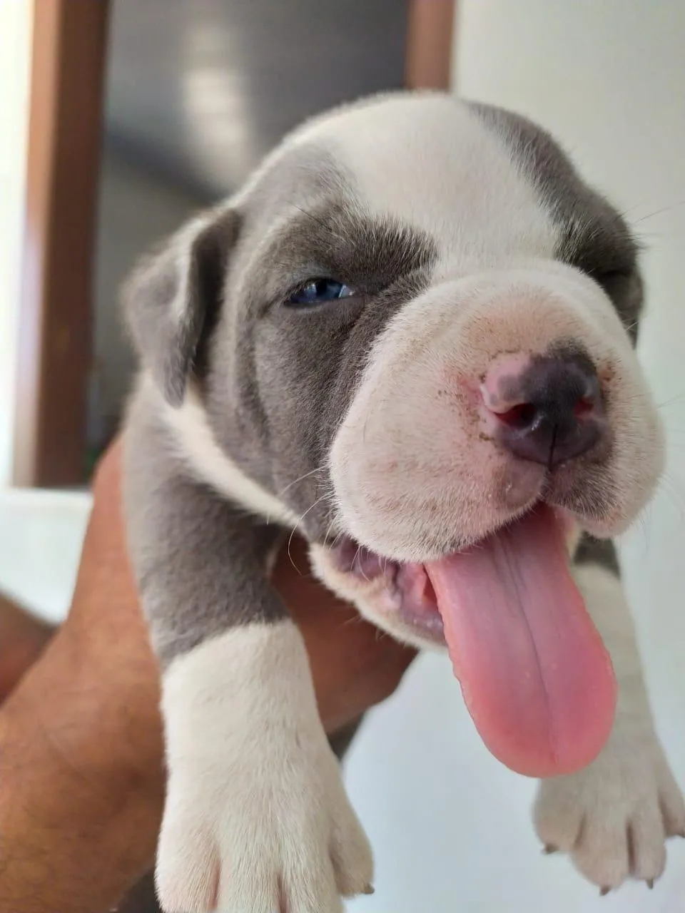 Thanos com 45 dias de vida.