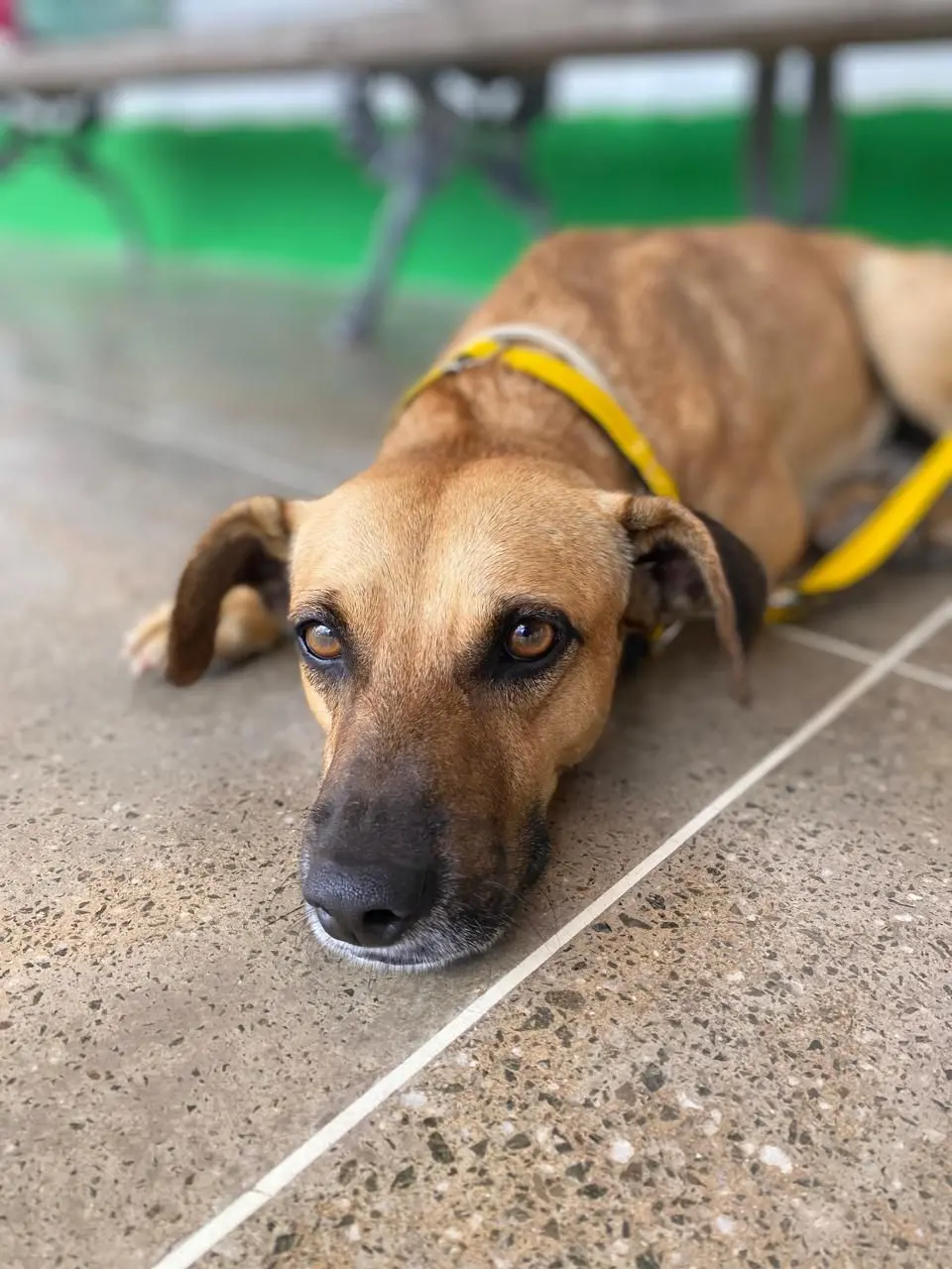 Cão tranquilo deitado em piso de concreto, com coleira amarela, mostrando sua face e olhos atentos e expressivos.