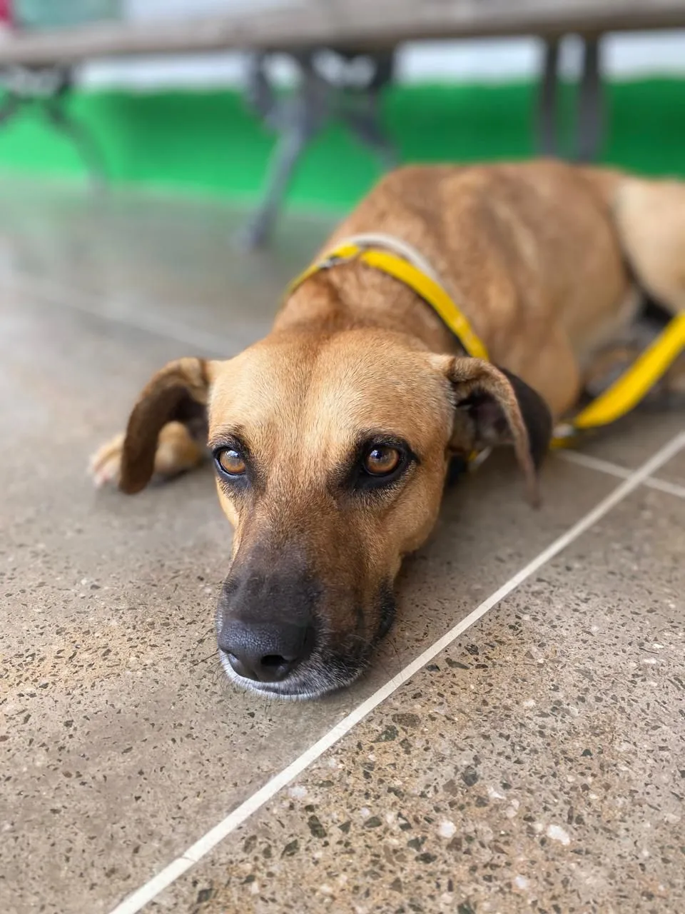 O cachorro já foi vacinado e castrado, em preparação para a viagem internacional.
