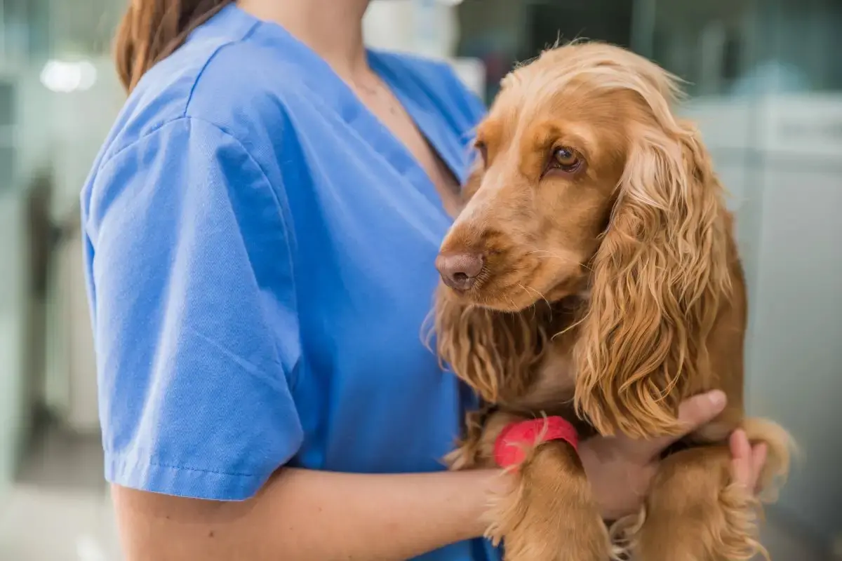 Pessoa vestindo uniforme azul segura um cão da raça Cocker Spaniel, com pelagem dourada e longa, que está com uma bandagem vermelha na pata dianteira, em ambiente que parece ser uma clínica veterinária.