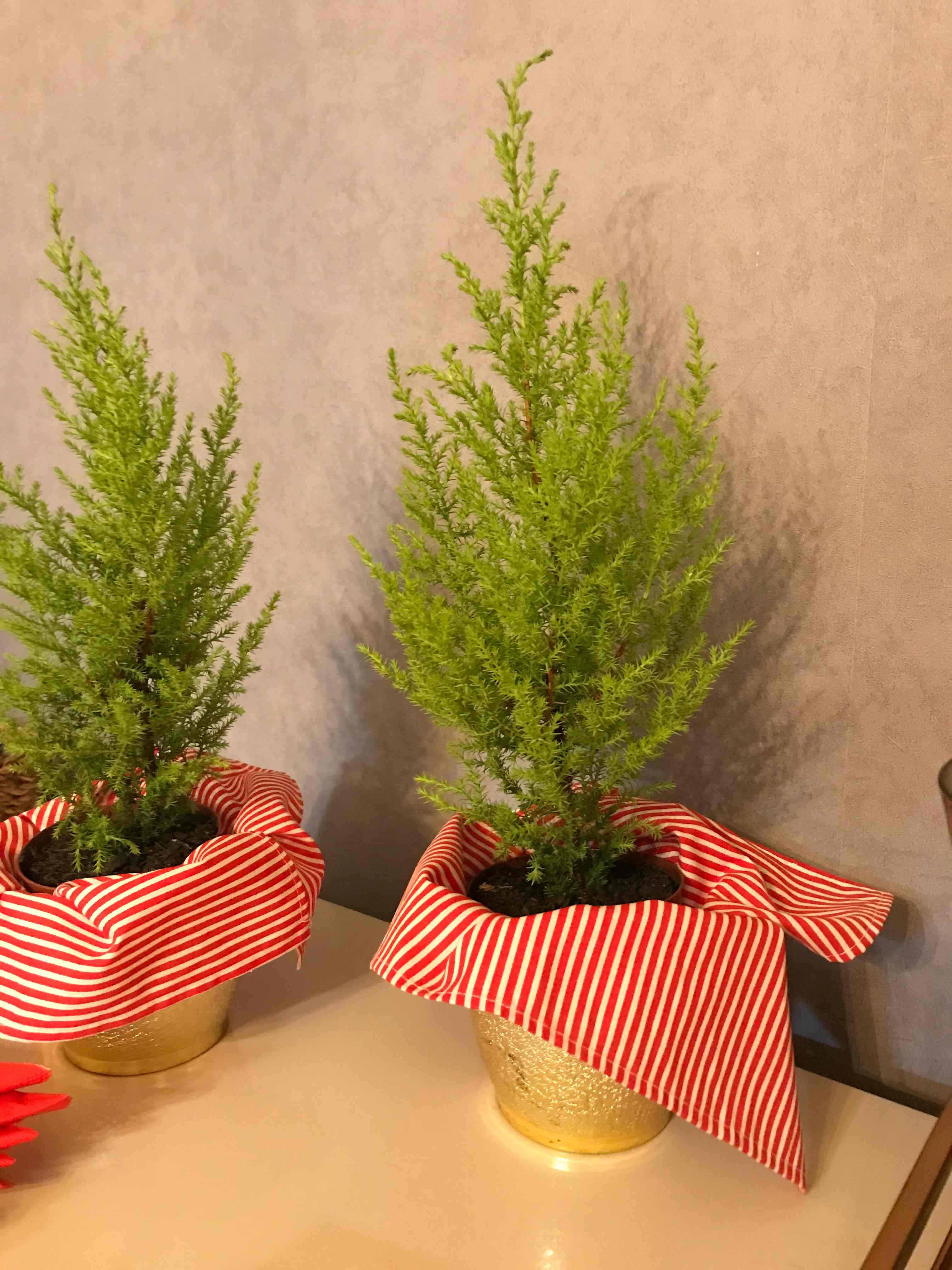 A imagem exibe um close-up de dois charmosos arranjos decorativos, que capturam o espírito festivo por meio de cores e texturas. Cada arranjo consiste em um pequeno pinheiro ornamental de folhagem verde-limão e densa, plantado em um vaso que irradia brilho com seu acabamento dourado cintilante. Para realçar o tema, os vasos estão artisticamente envoltos em um pano listrado nas cores clássicas vermelho e branco, que remetem a uma bengala de Natal e que caem suavemente sobre a superfície branca do balcão. Dispostos contra uma parede de textura cinza neutra, estes elementos se combinam para criar um ponto focal alegre e sofisticado, ideal para uma decoração de mesa durante as festas de fim de ano.