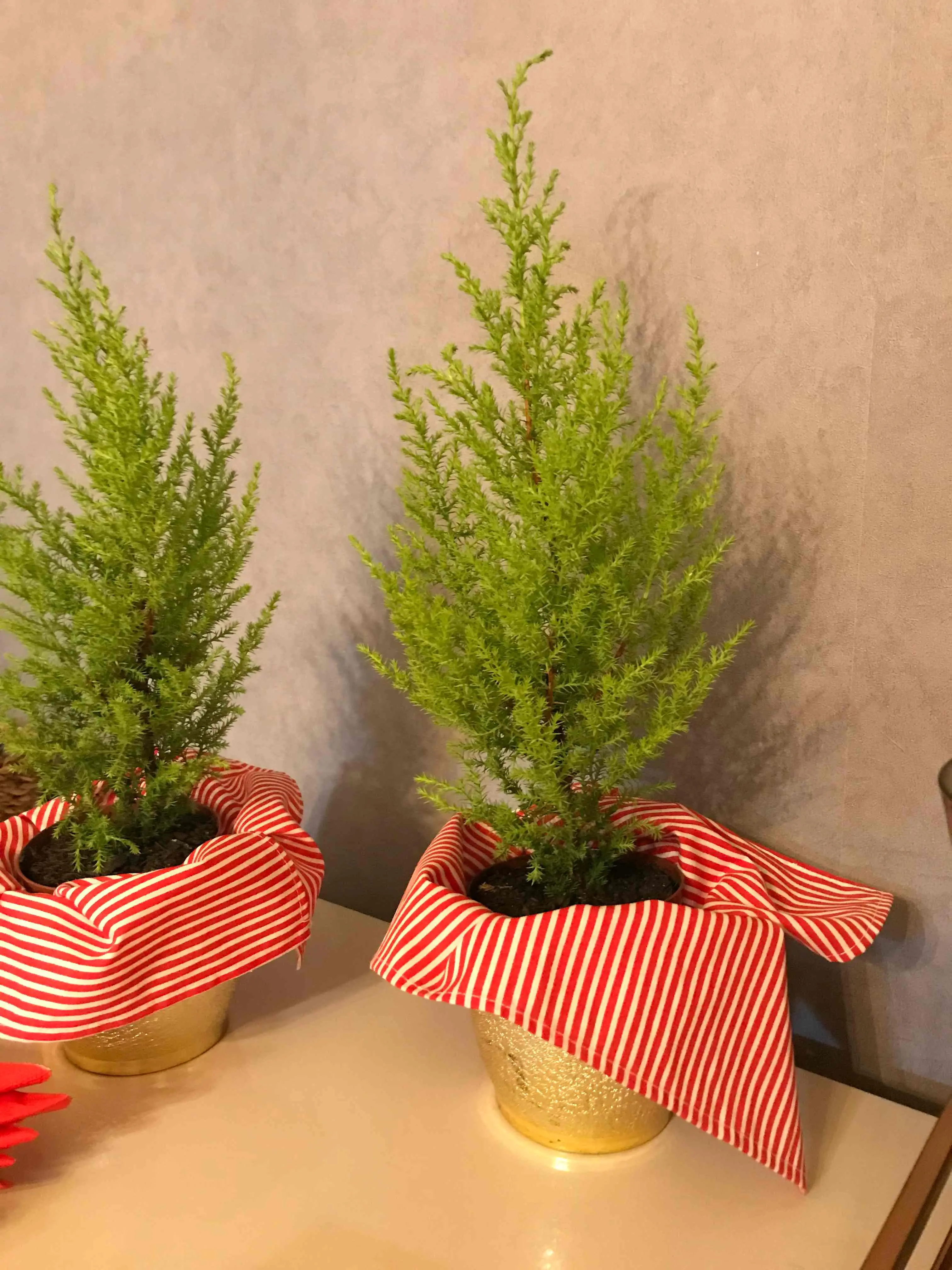 A imagem exibe um close-up de dois charmosos arranjos decorativos, que capturam o espírito festivo por meio de cores e texturas. Cada arranjo consiste em um pequeno pinheiro ornamental de folhagem verde-limão e densa, plantado em um vaso que irradia brilho com seu acabamento dourado cintilante. Para realçar o tema, os vasos estão artisticamente envoltos em um pano listrado nas cores clássicas vermelho e branco, que remetem a uma bengala de Natal e que caem suavemente sobre a superfície branca do balcão. Dispostos contra uma parede de textura cinza neutra, estes elementos se combinam para criar um ponto focal alegre e sofisticado, ideal para uma decoração de mesa durante as festas de fim de ano.