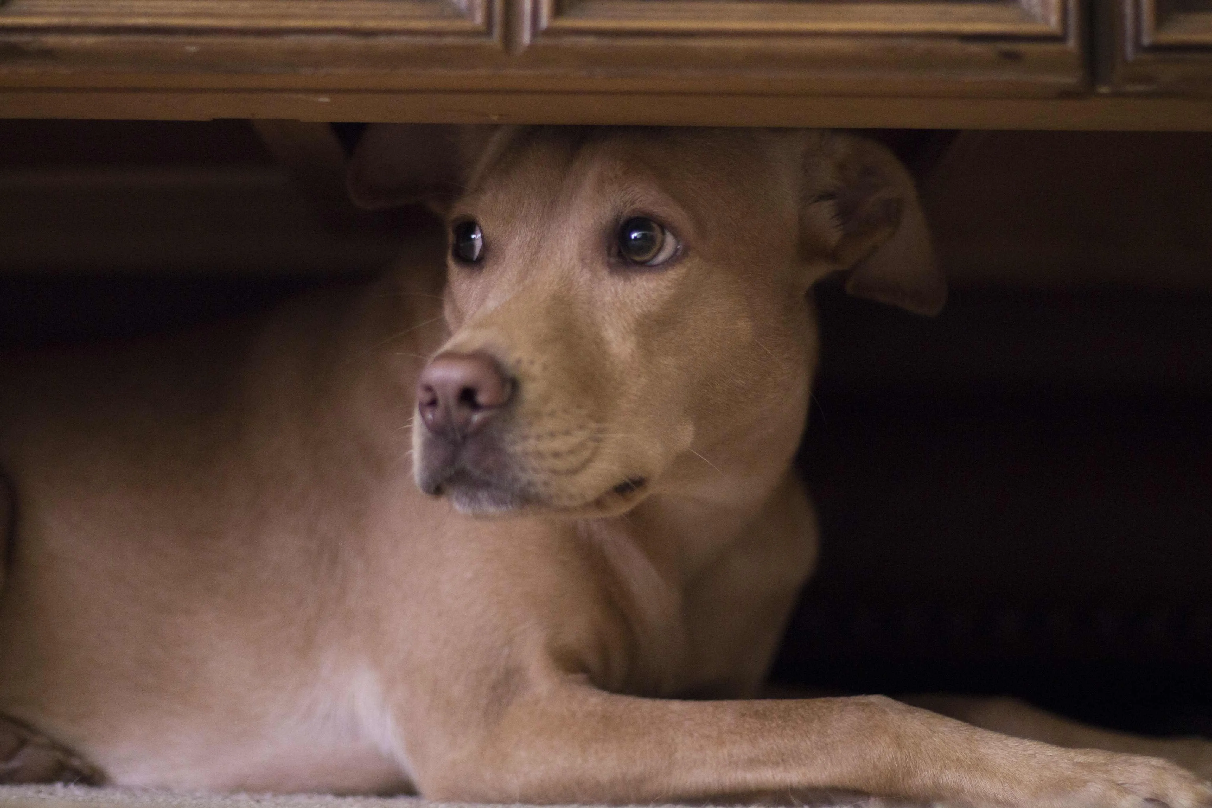 Os cães possuem a audição mais aguçada que os seres humanos. Por isso, sons fortes que não são oriundos da natureza possuem um peso maior na percepção dos animais.