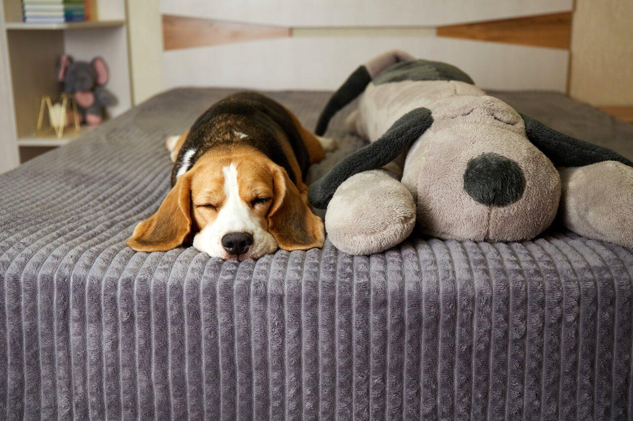 Cachorro raça beagle na cor de pelagem alaranjada e marrom ao lado de cachorro cinza de pelúcia com orelhas pretas. Ambos estão deitados em uma cama de colcha azul.