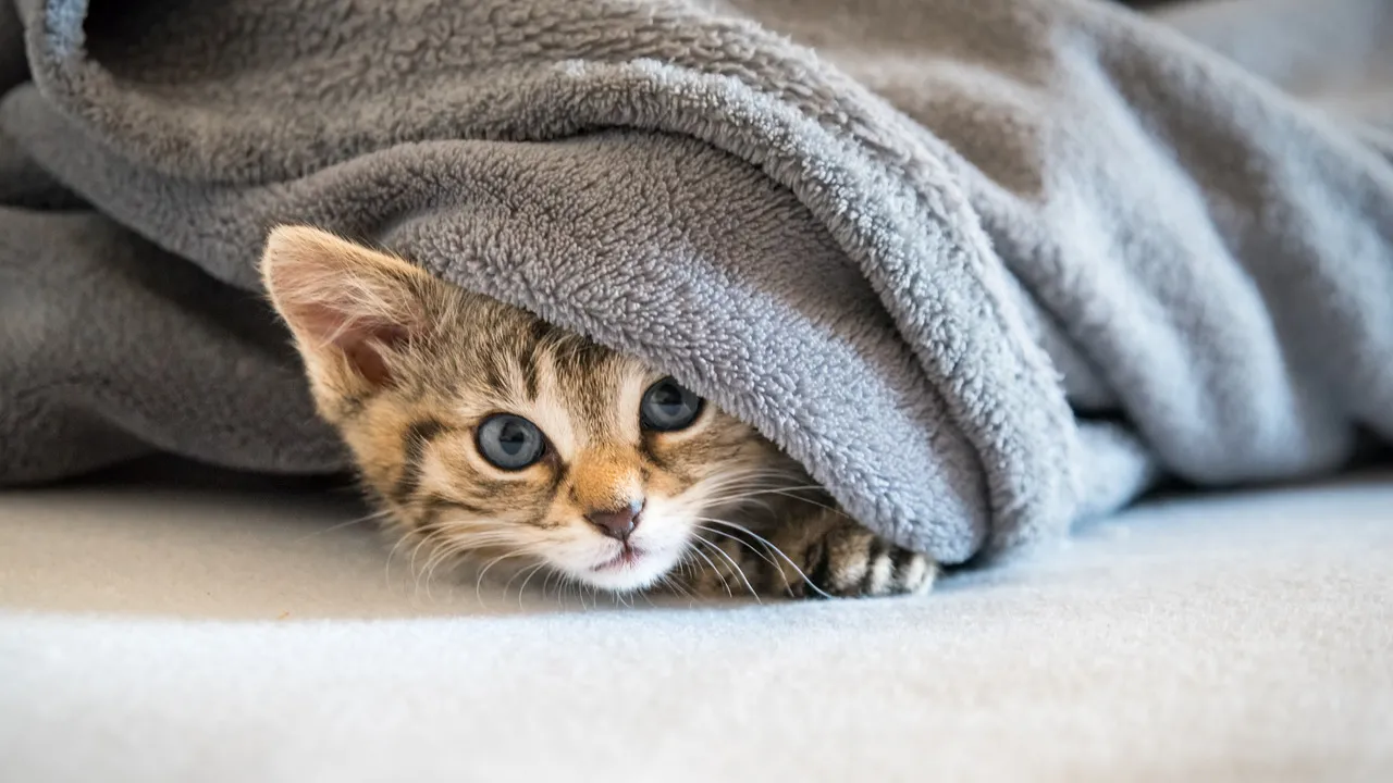 A audição dos animais é capaz de ouvir frequências mais altas e em maior intensidade que a dos humanos.