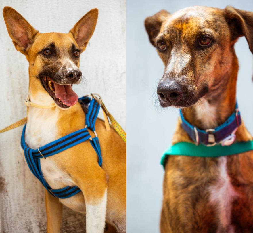 Dois cães adultos de porte médio aparecem lado a lado em fotos individuais. À esquerda, Aramis, um cachorro de pelagem caramelo e branca, com orelhas grandes e eretas, usa peitoral azul e está com a boca aberta. À direita, Ivo, um cão de pelagem tigrada, com tons de marrom e preto, usa peitoral verde e olha para frente com expressão tranquila.