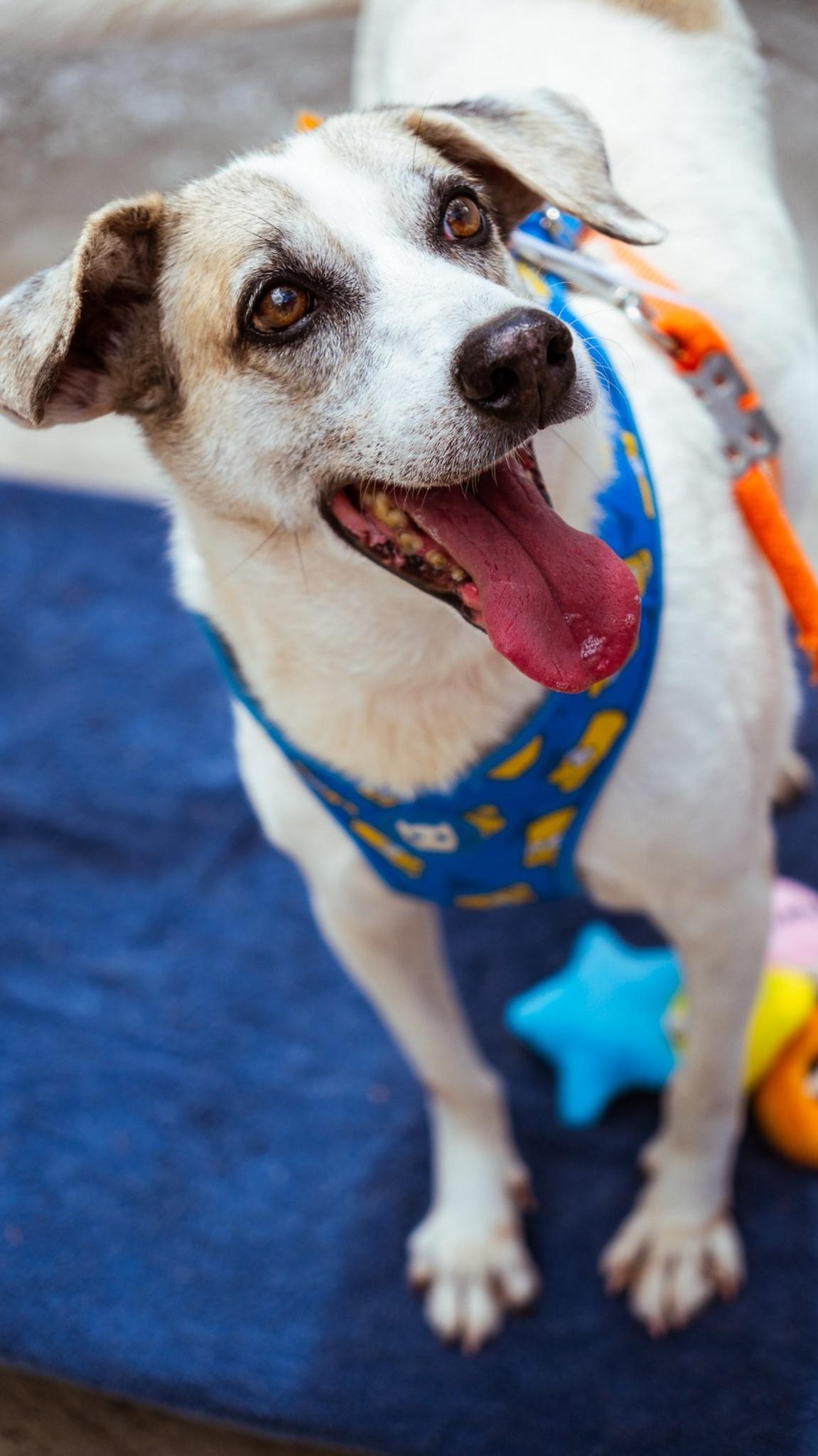 Cão adulto de pequeno porte, com pelagem branca e manchas claras no rosto, aparece em pé sobre um tapete azul. Ele usa peitoral azul com estampas amarelas, está com a boca aberta e a língua para fora.