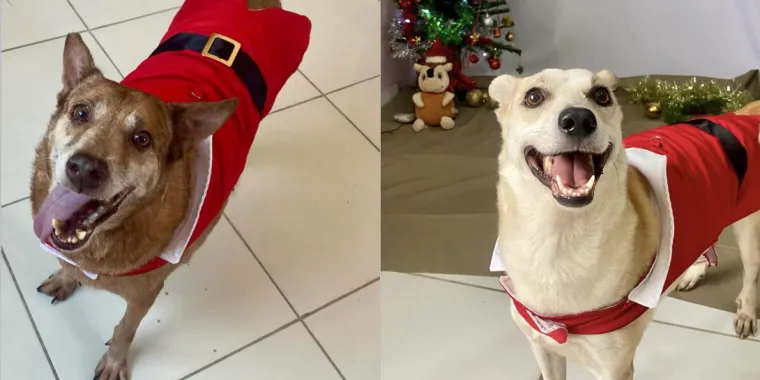 Codisman, à esquerda, tem 10 anos e é brincalhão. À direita, Chico, de 3 anos, é dócil. Os dois são vacinados e castrados.