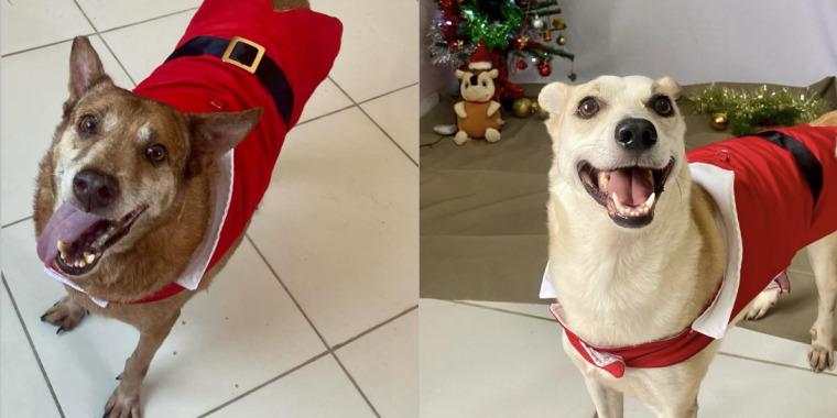 Dois cães aparecem lado a lado em fotos separadas, ambos usando roupas vermelhas com temática natalina. À esquerda, Codisman, um cão de porte médio, com pelagem caramelo e branca. À direita, Chico, um cão de pelagem clara, também de porte médio, está com a boca aberta.