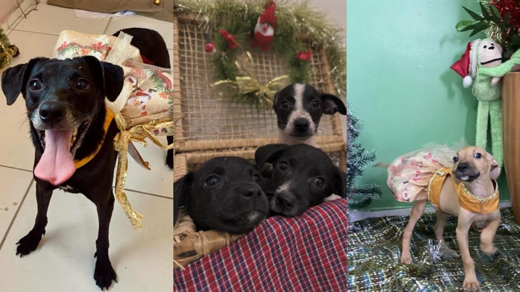 Três imagens mostram cães em clima natalino. À esquerda, uma cadela preta de porte médio aparece com a boca aberta e a língua para fora, usando um laço dourado e roupa com estampa de Natal. No centro, três filhotes de pelagem preta e branca estão juntos em uma cesta, com uma guirlanda decorativa ao fundo. À direita, um filhote de pequeno porte, com pelagem clara, usa uma roupa dourada e está em um ambiente decorado com enfeites de Natal.