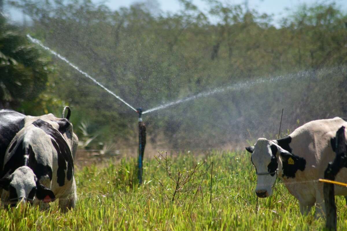 Culturas irrigadas favoreceram a produção diante da falta de chuvas ao longo do ano.