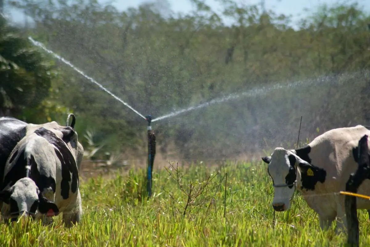 Imagem mostra uma área irrigada com gado.