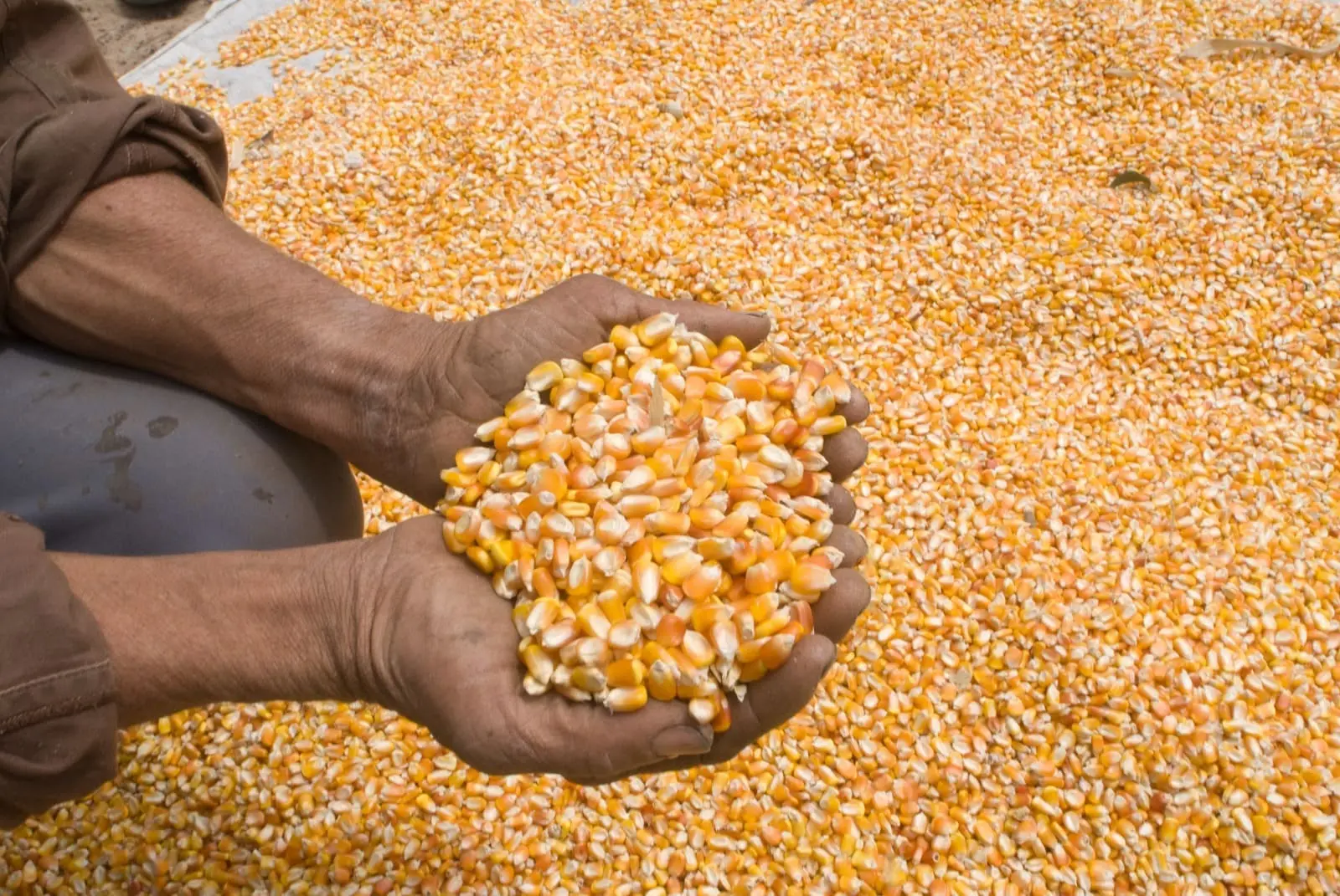 Homem pega milho com as mãos.