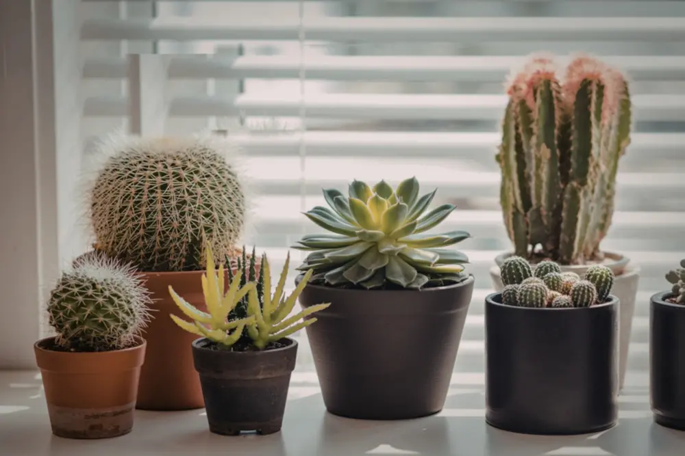 foto de vasos de plantas como cactos e suculentas.