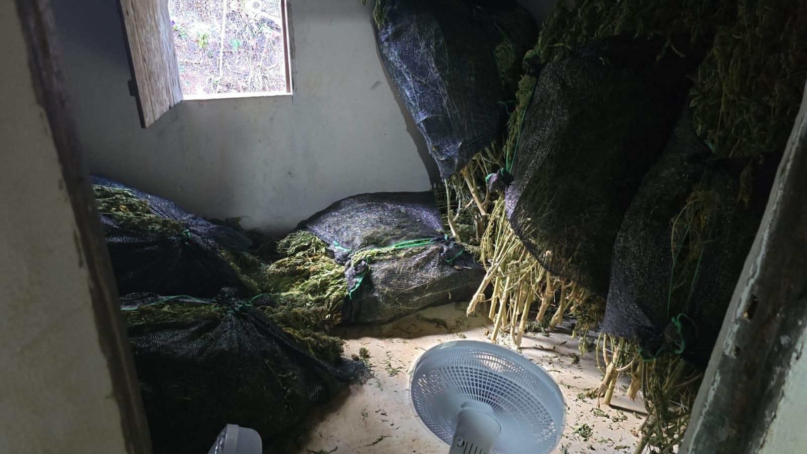 Quarto com sacos de maconha. Local é pequeno e tem um ventilador voltado para os pés extraídos das plantas.