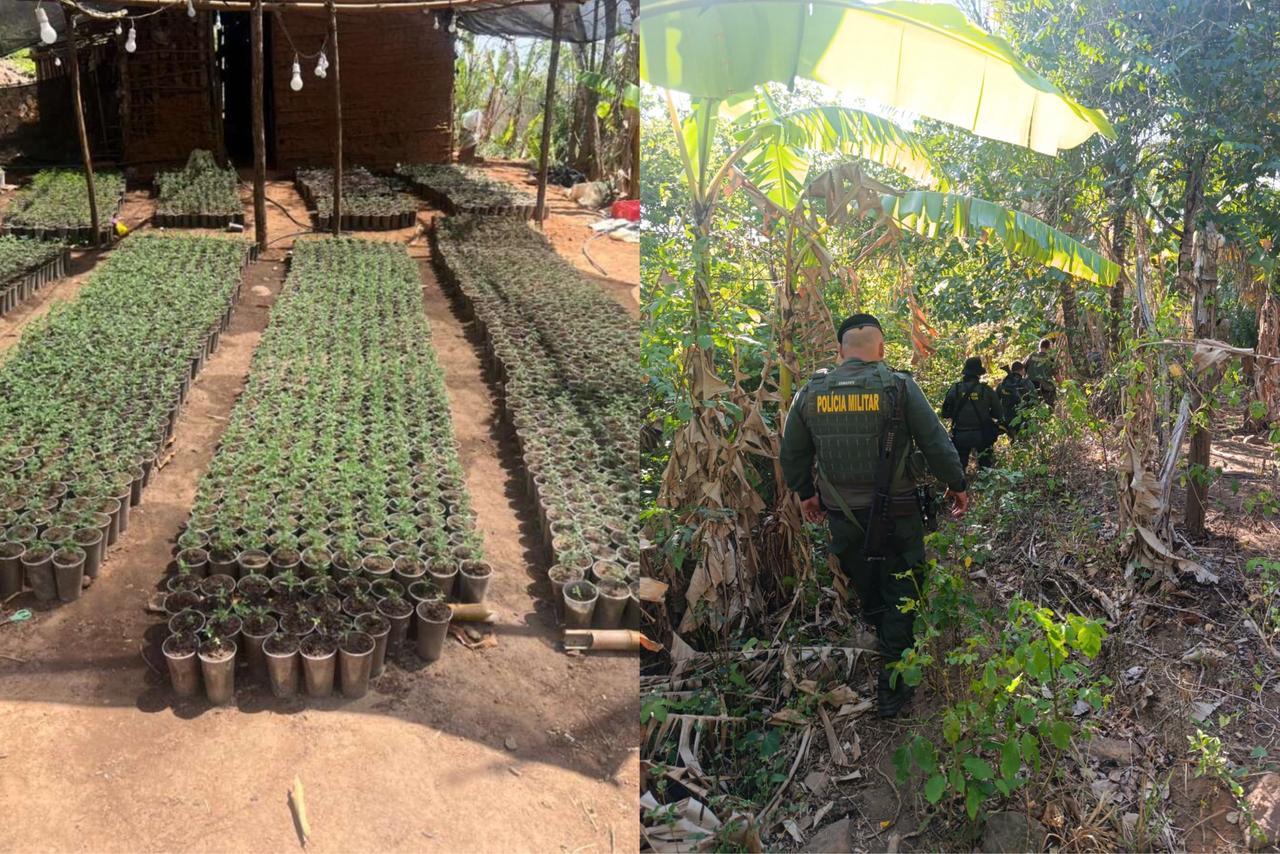 Policiais Militares impactados ao localizar uma plantação ilegal de mudas em uma área de floresta fechada, com destaque para plantios organizados em vasos e vegetação densa na região.