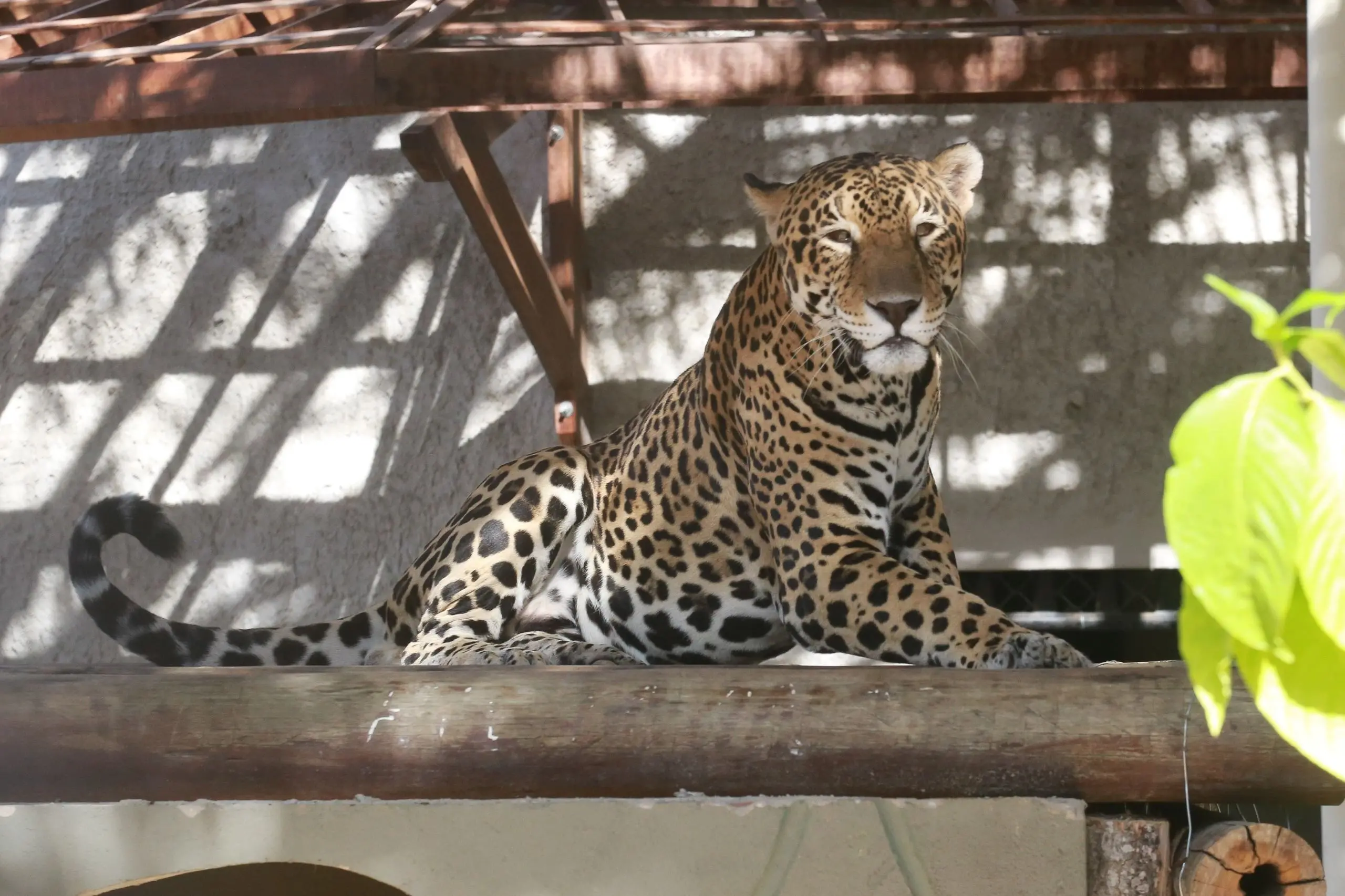 Onça-pintada deitada em plataforma de madeira no Parque Zoobotânico de Fortaleza. O animal olha para frente sob a sombra de uma estrutura ripada, exibindo sua pelagem com manchas escuras.